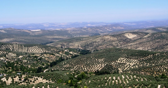 оливковые рощи в испании