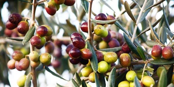 оливковые деревья в испании